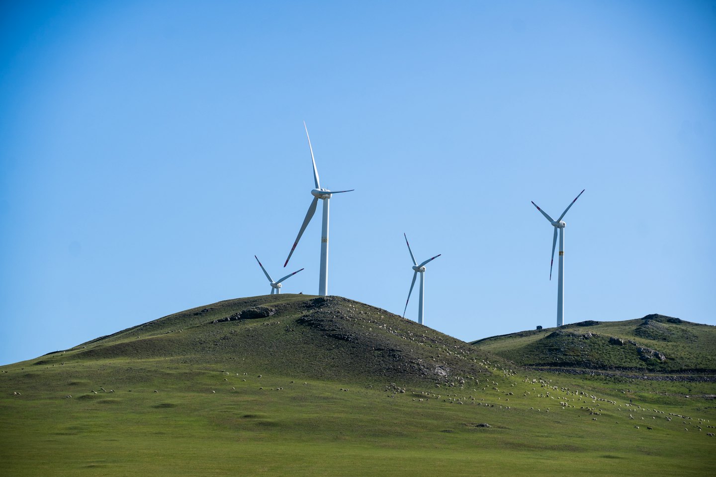 Wind turbines stand above a herd of animals grazing on hills.