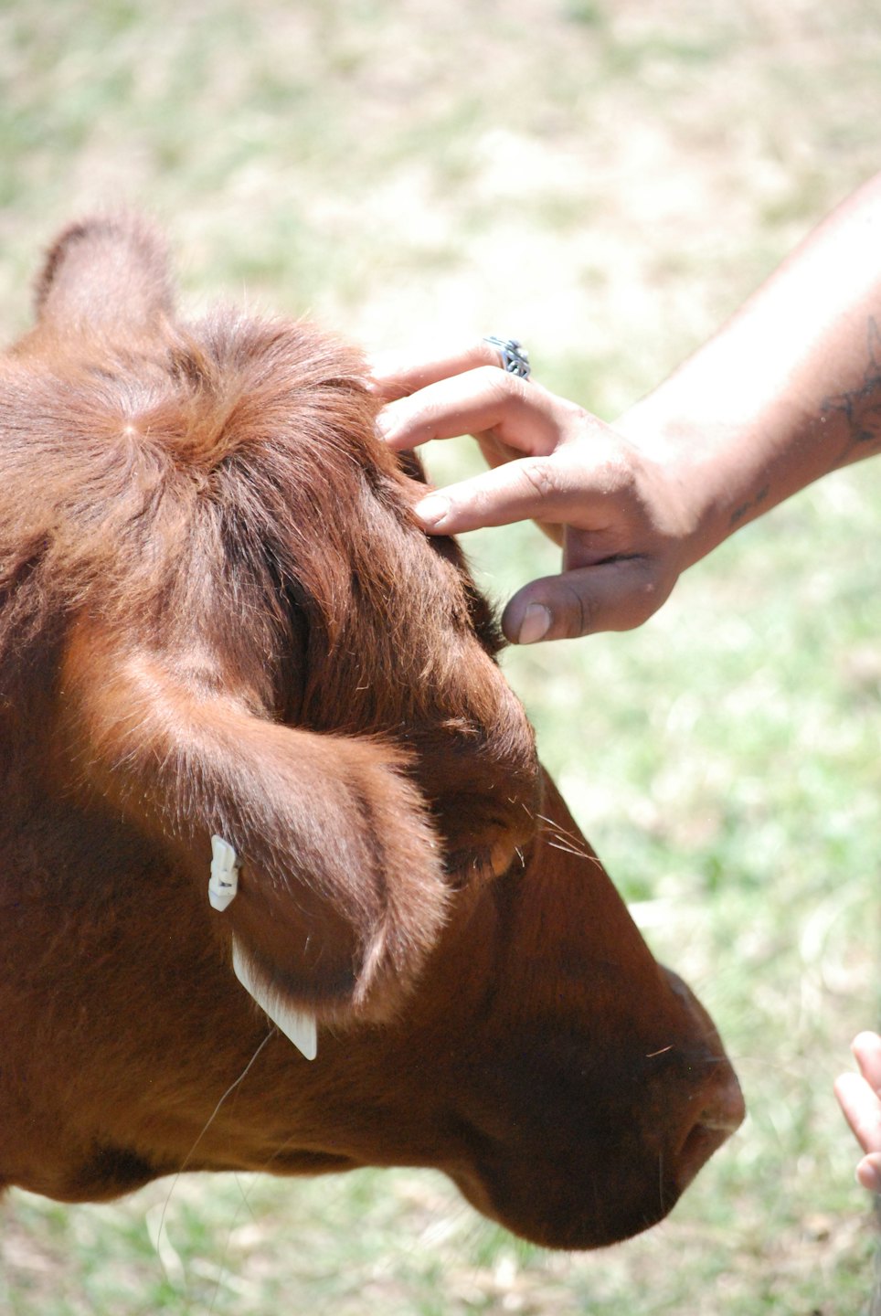 A person pets the head of a reddish-brown cow.