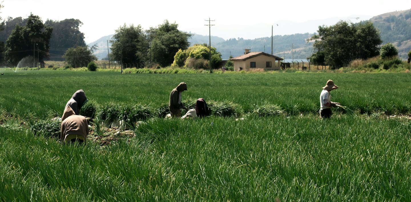 Workers harvesting crops in a sunny green field.