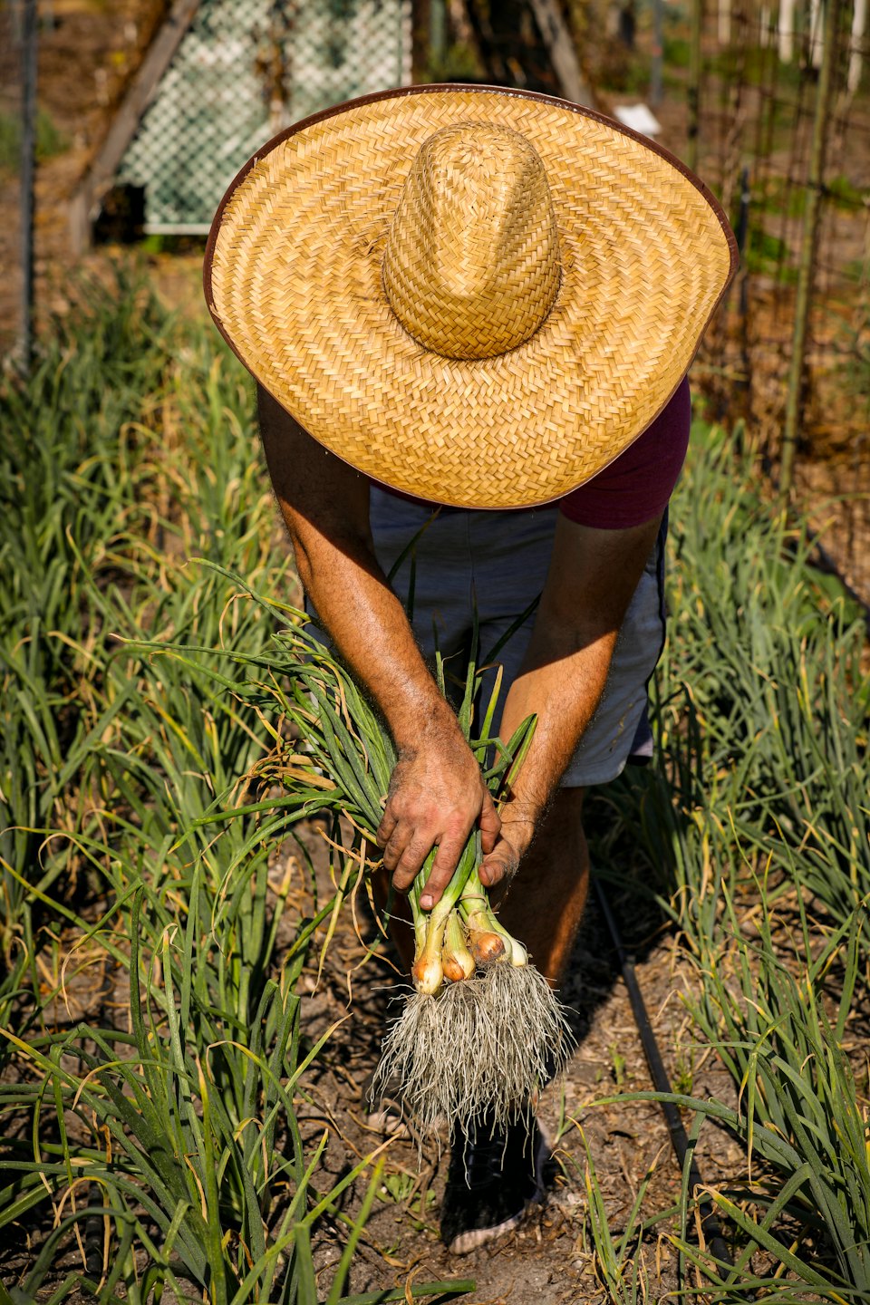 Person in a straw hat harvests green onions from a garden.